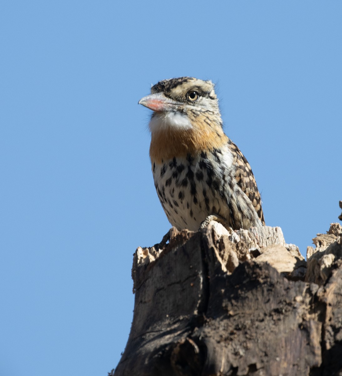 Spot-backed Puffbird - ML471914591