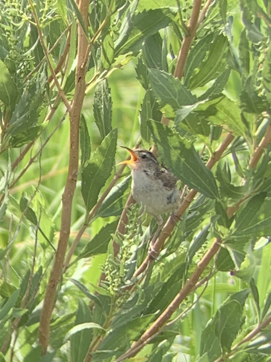 Marsh Wren - Colin Little