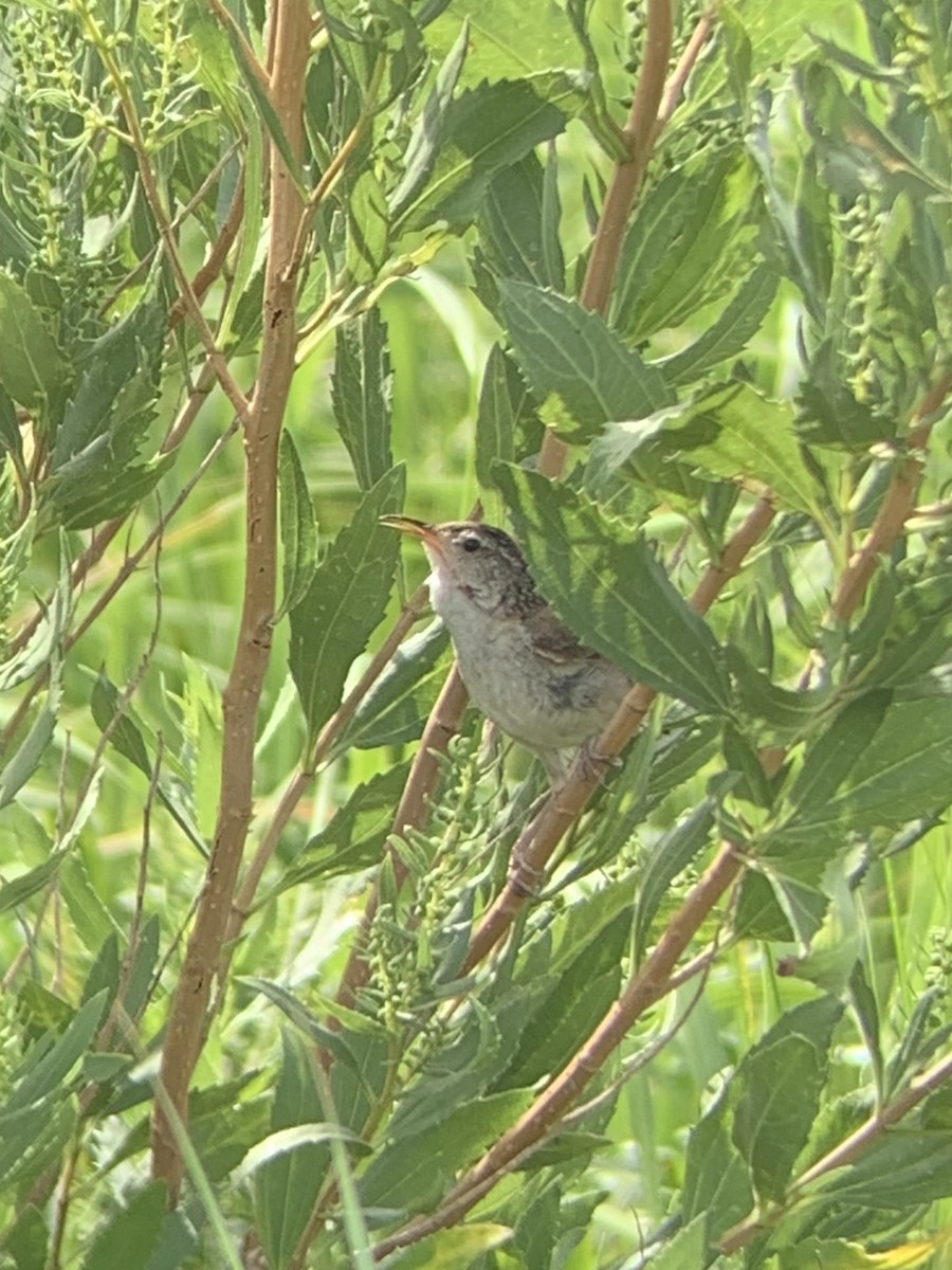 Marsh Wren - Colin Little