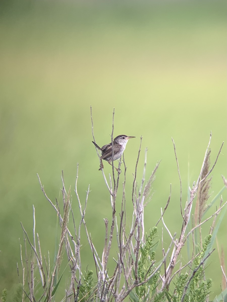 Marsh Wren - Colin Little