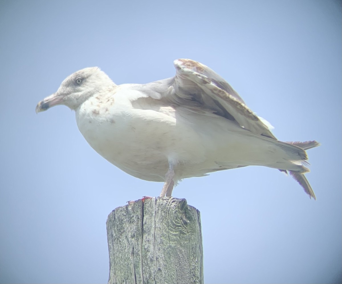 Goéland argenté - ML471916531