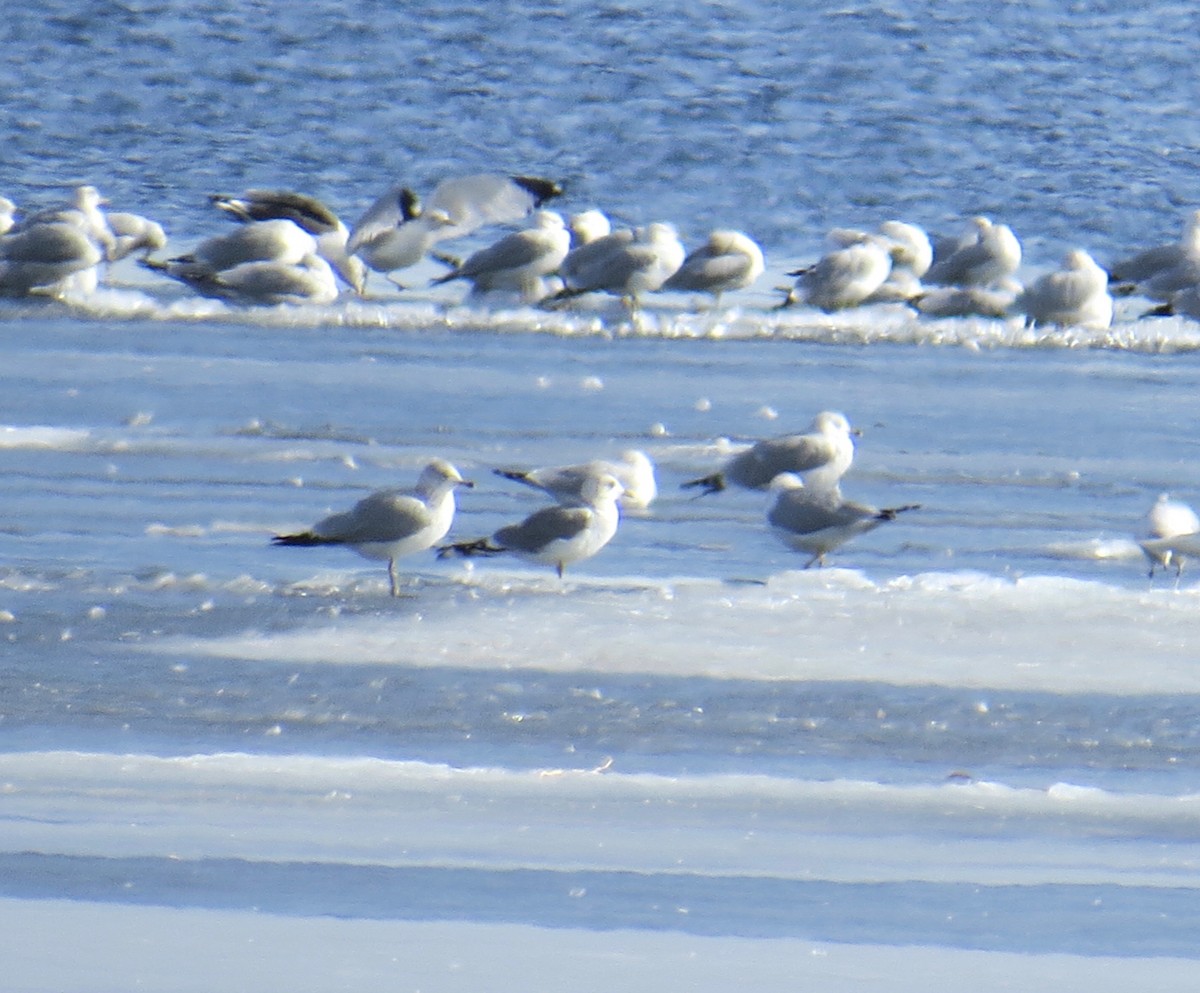 Short-billed Gull - ML47191781