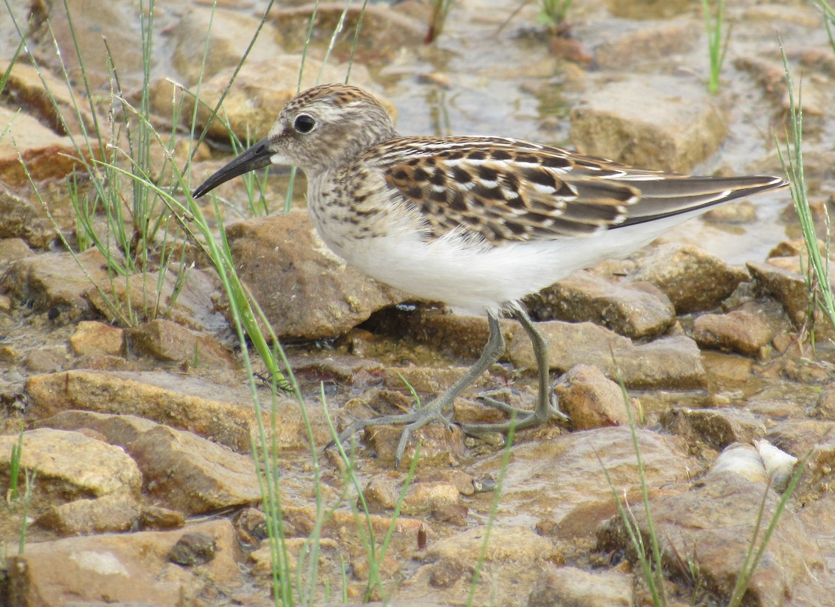 Least Sandpiper - Andrew Wolfgang
