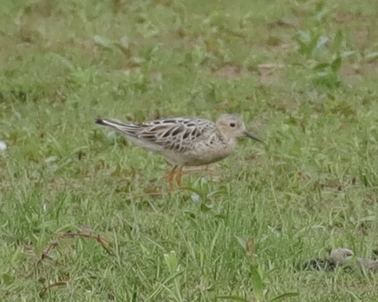 Buff-breasted Sandpiper - ML471918871