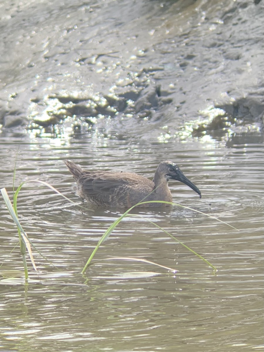 Clapper Rail - ML471918971