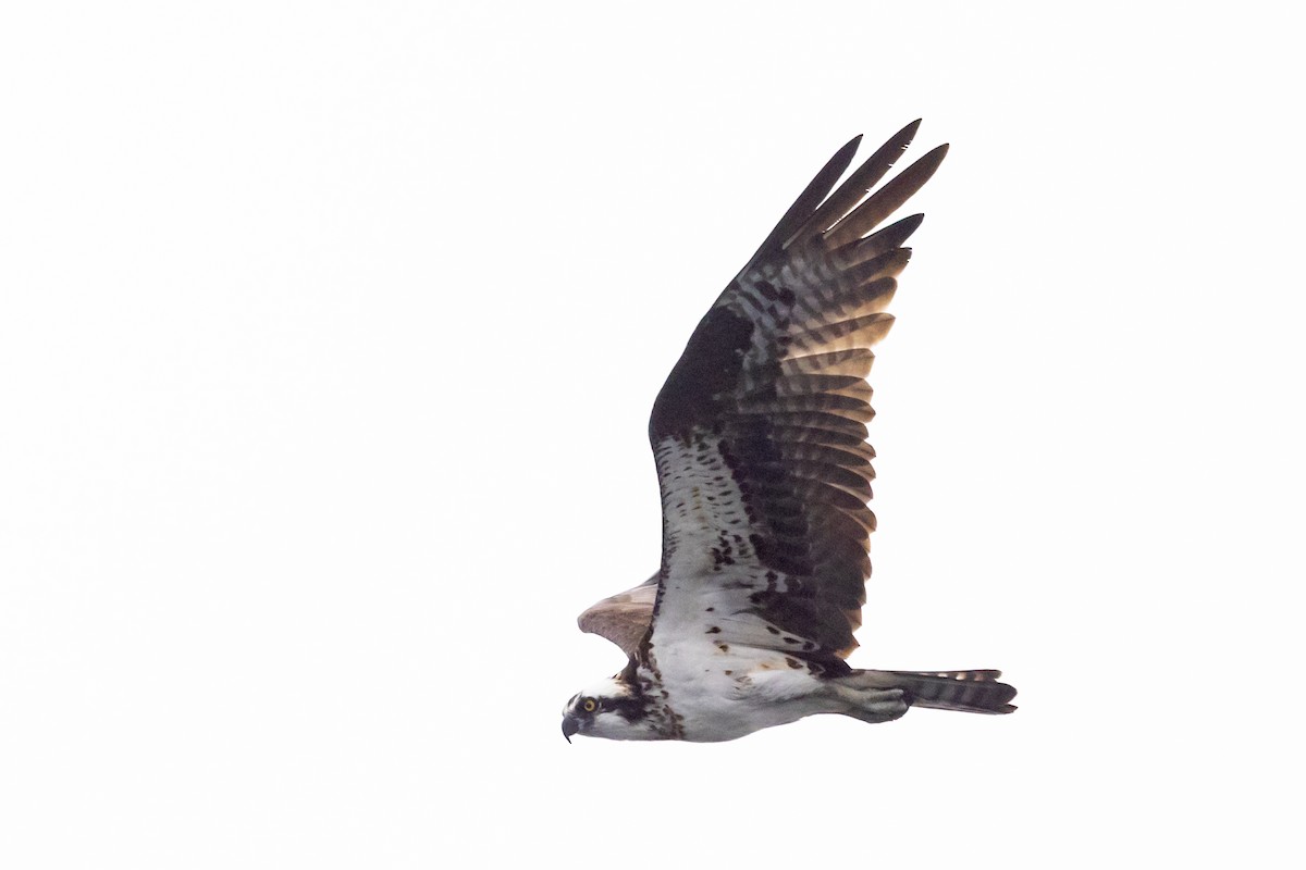 Águila Pescadora - ML471919101