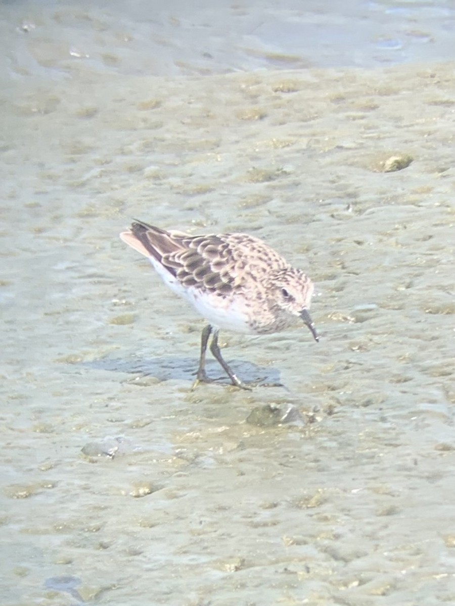 Least Sandpiper - ML471919141