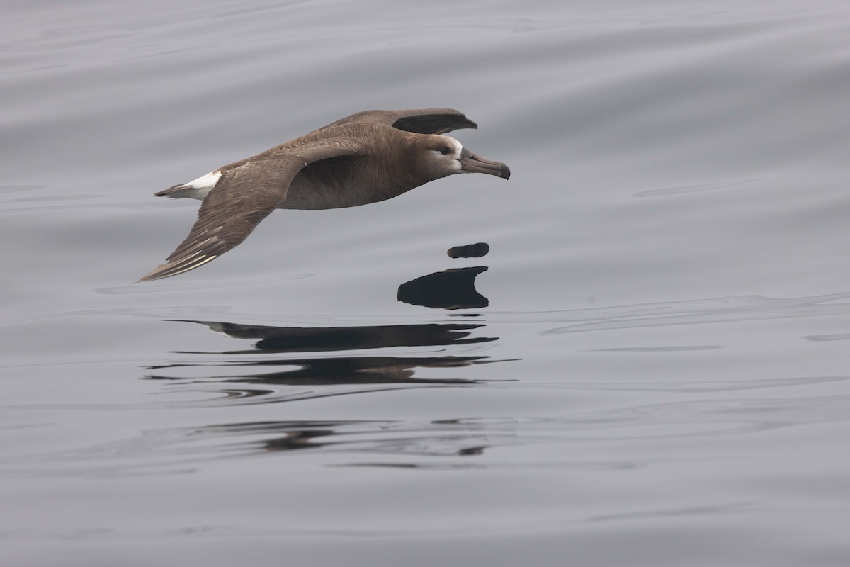 Black-footed Albatross - Roger Adamson