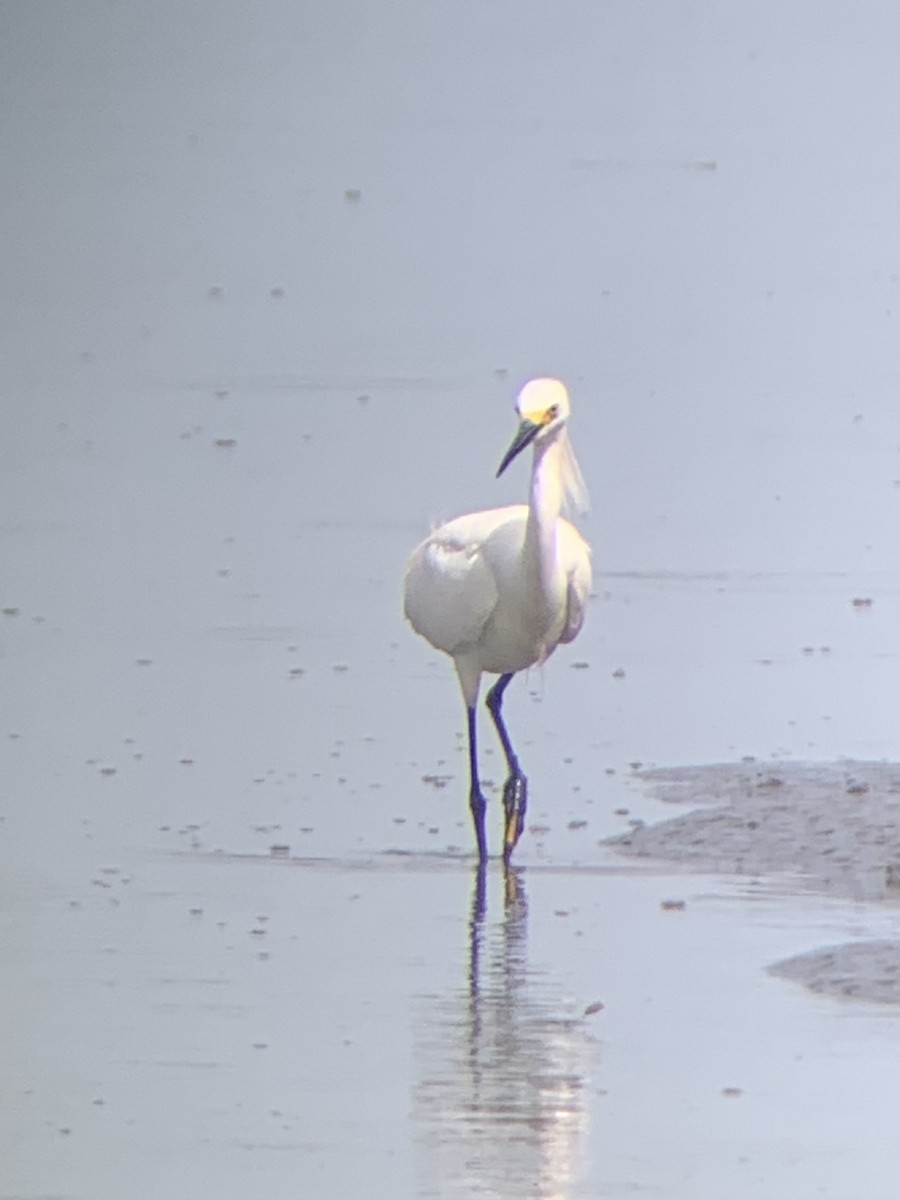 Snowy Egret - Colin Little