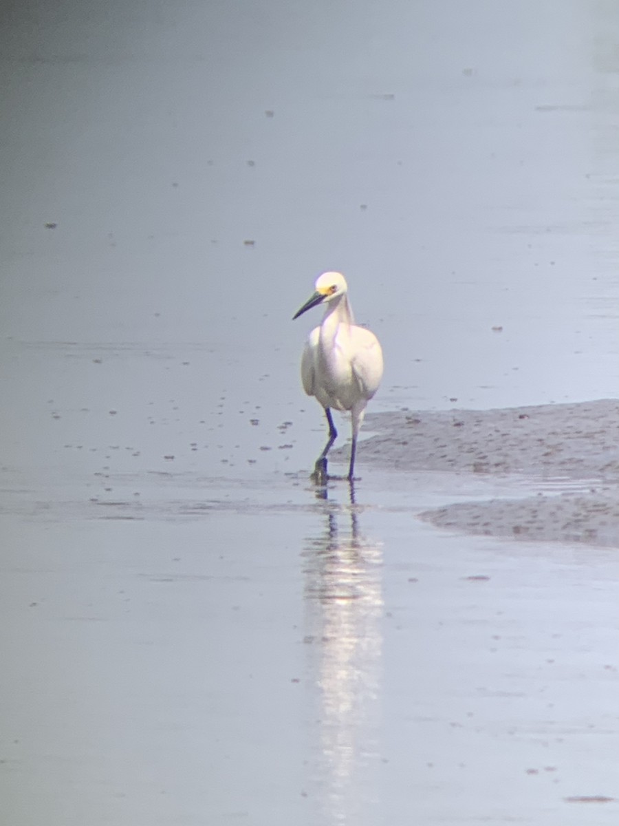 Snowy Egret - ML471920321