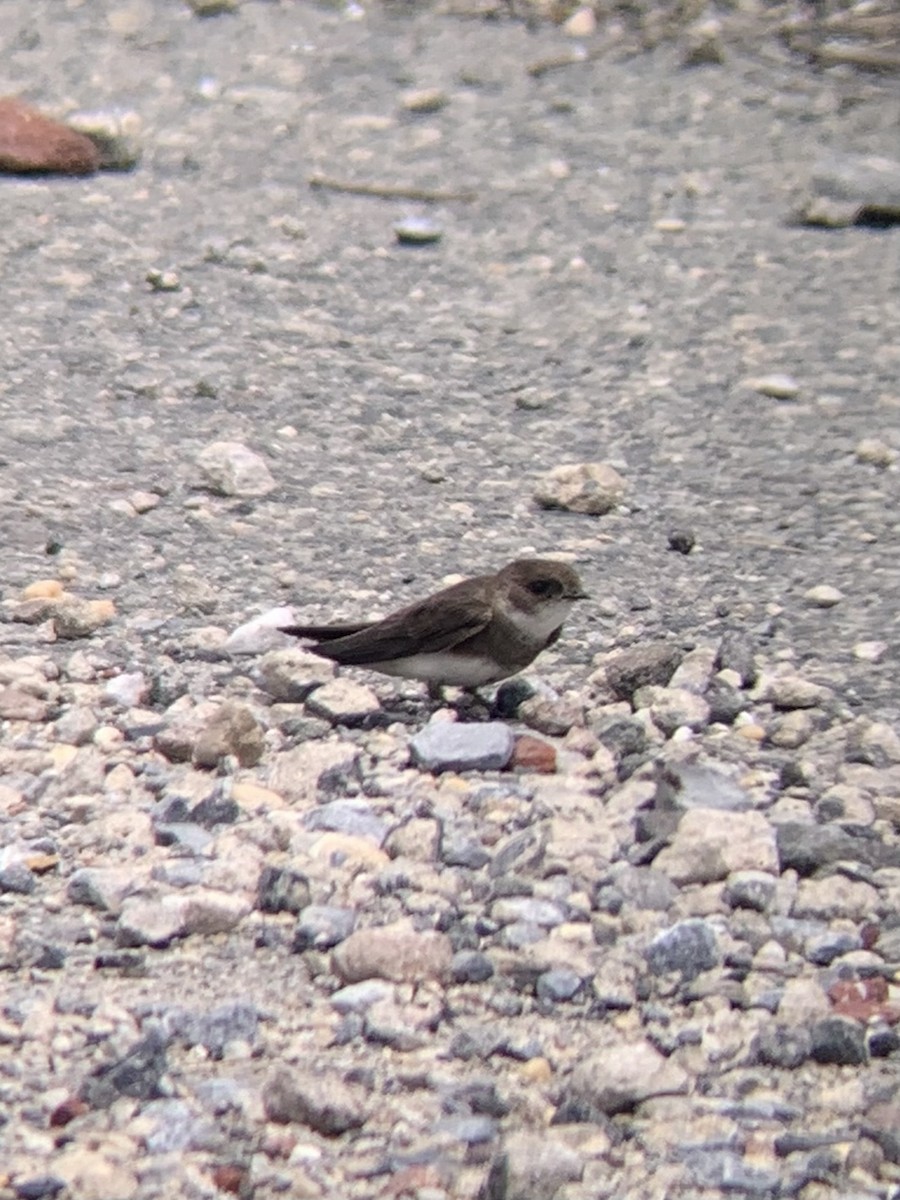 Bank Swallow - ML471920711