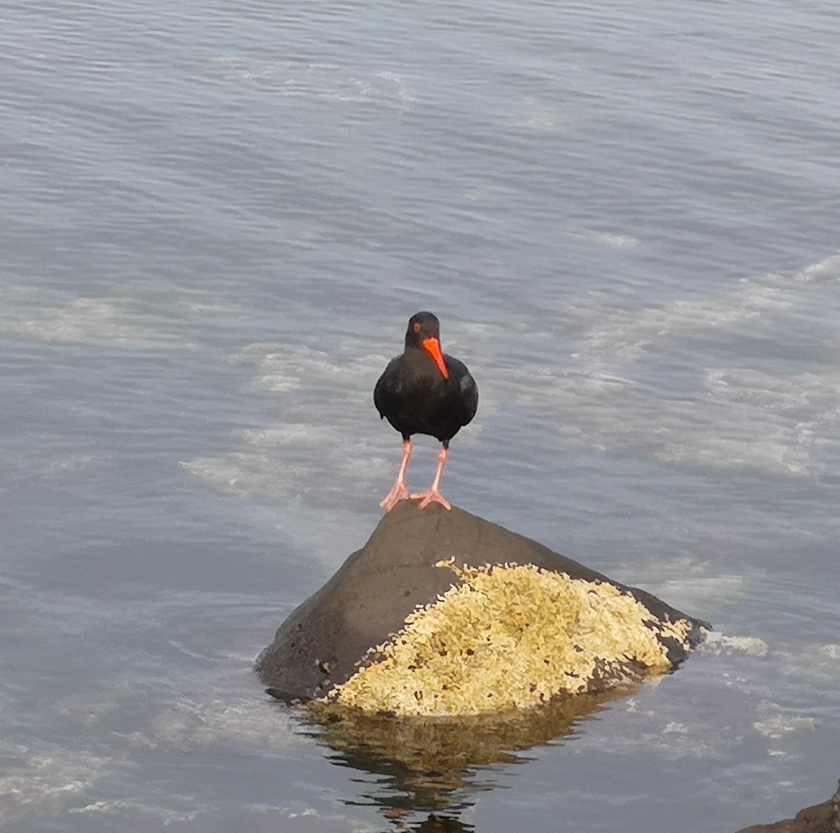 Sooty Oystercatcher - ML471922711