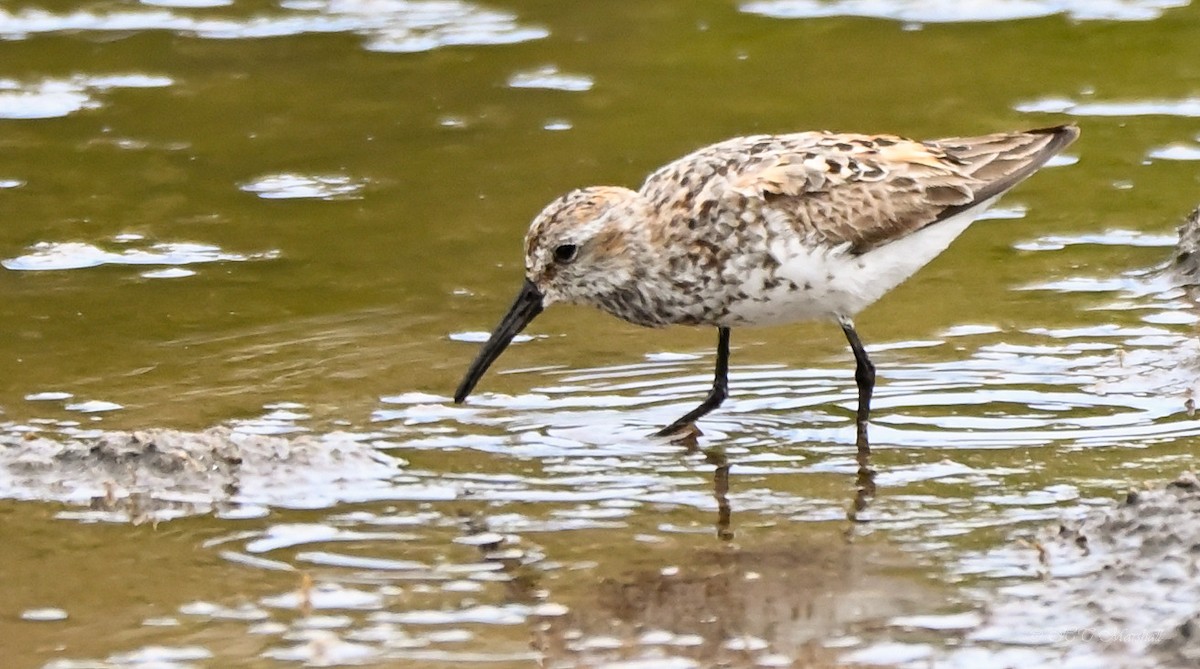 Western Sandpiper - Herb Marshall