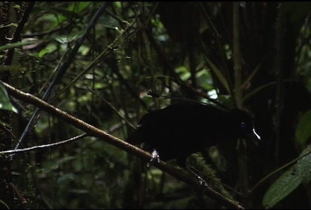 Lawes's Parotia - ML471925