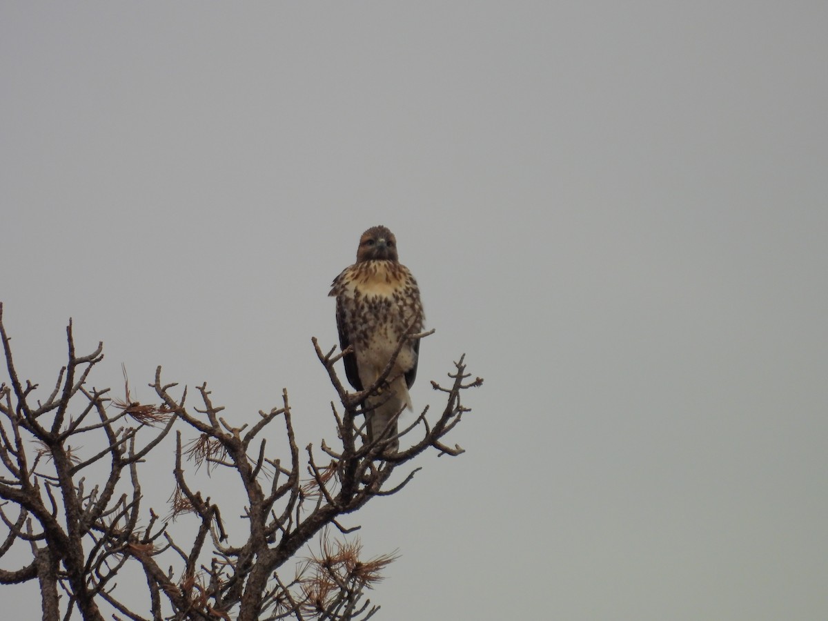 Red-tailed Hawk - ML471925051