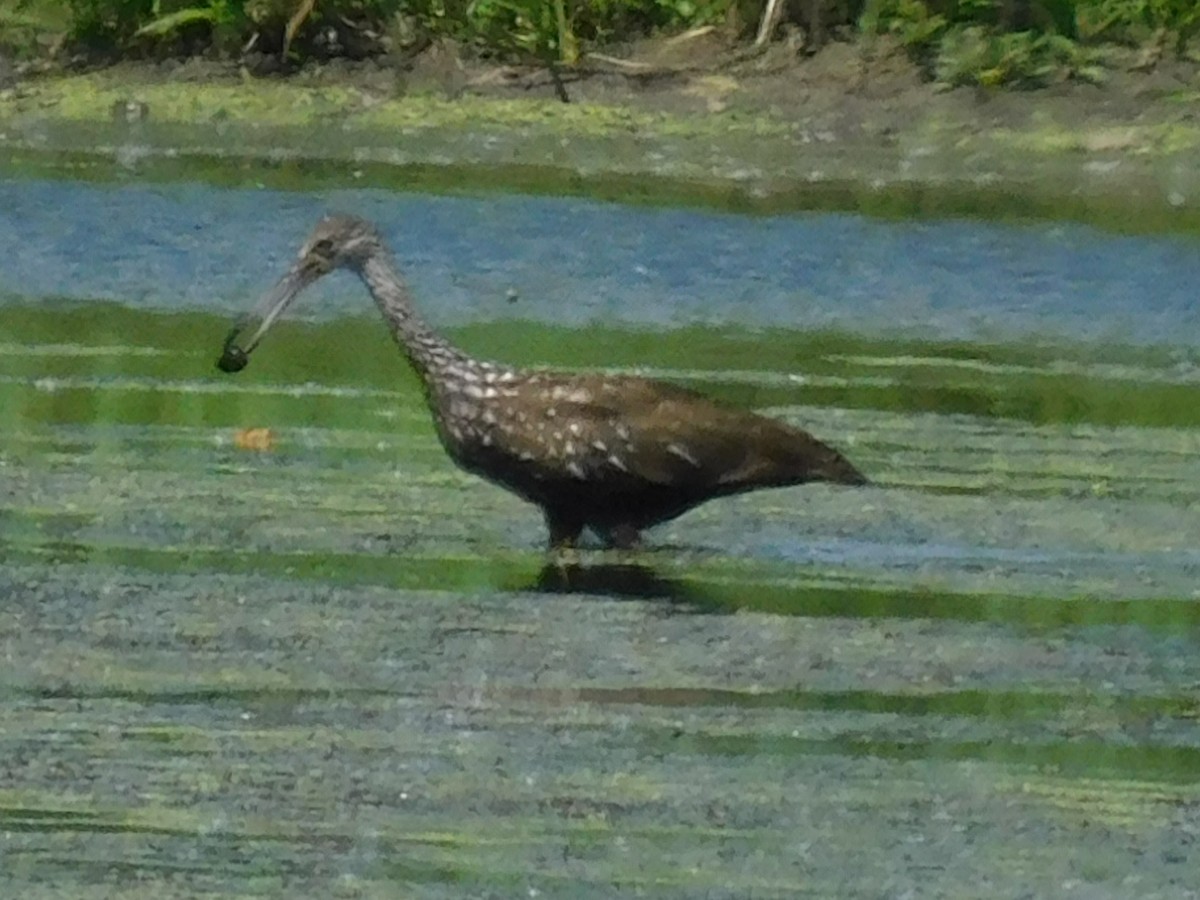 Limpkin - Scott Schroeder