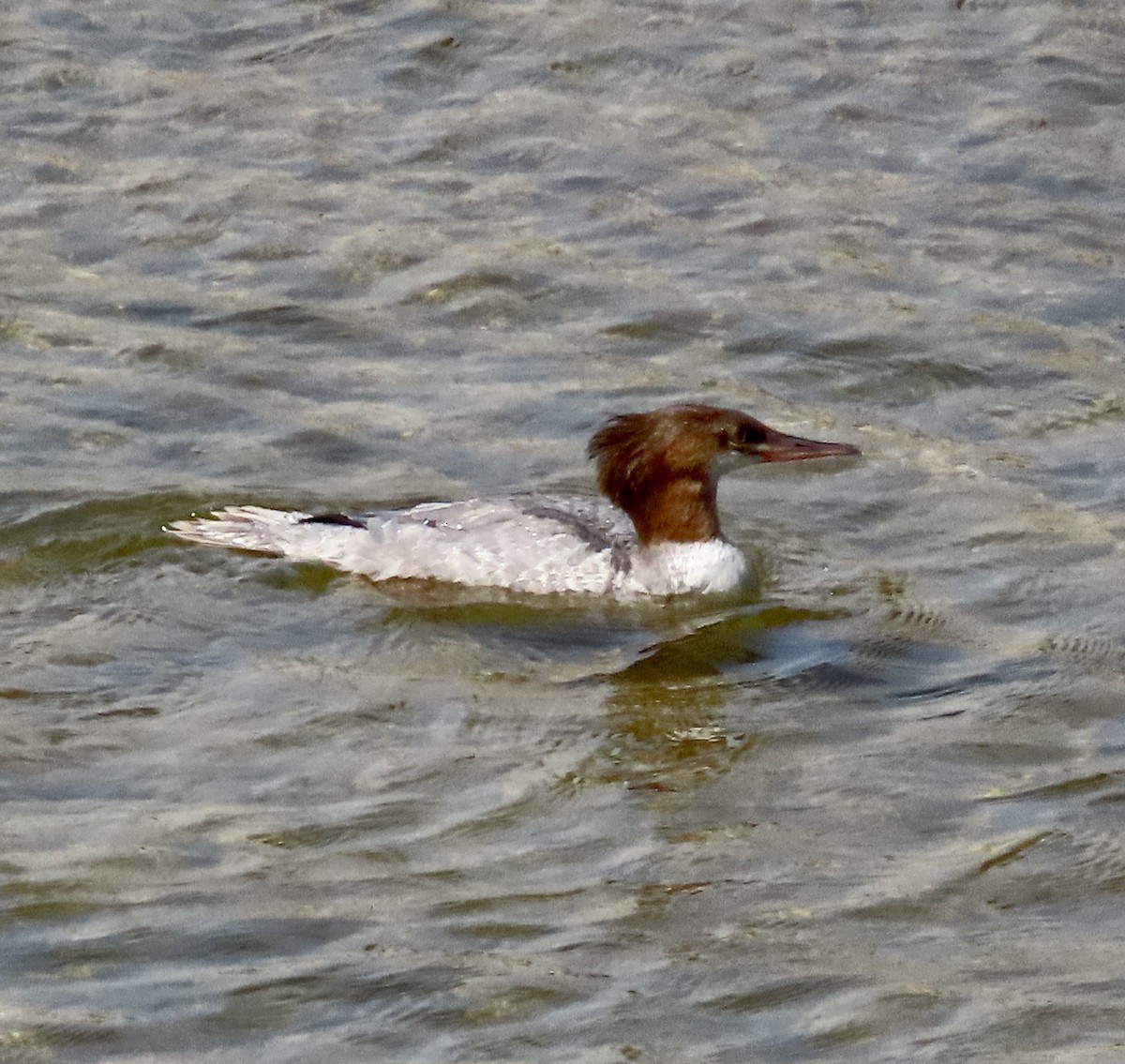 Common Merganser - ML471925551