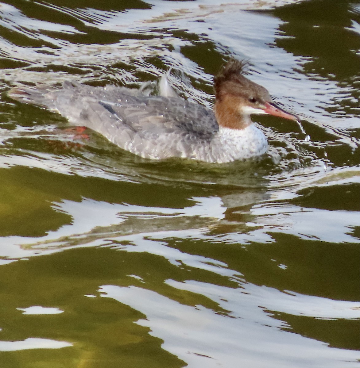 Common Merganser - ML471925571