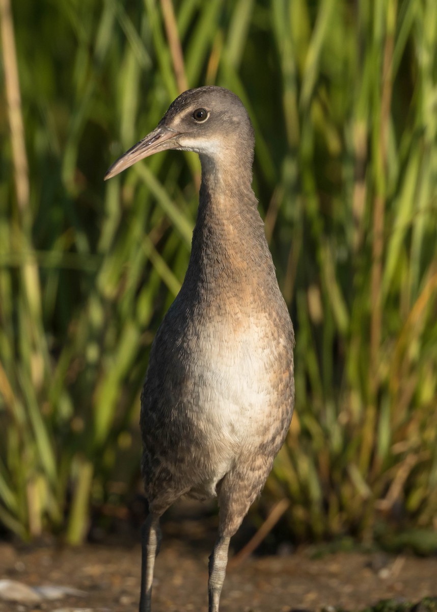 Clapper Rail - ML471925671