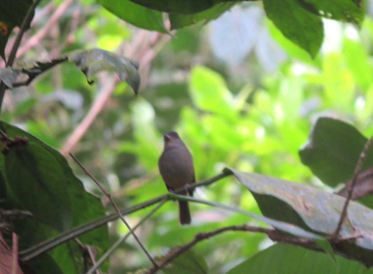 Matinan Flycatcher - ML471925691