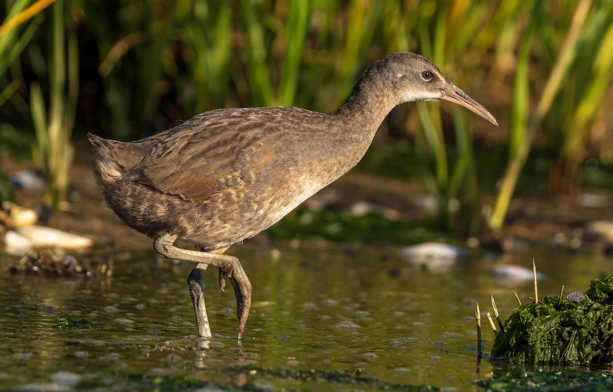 Clapper Rail - ML471925721