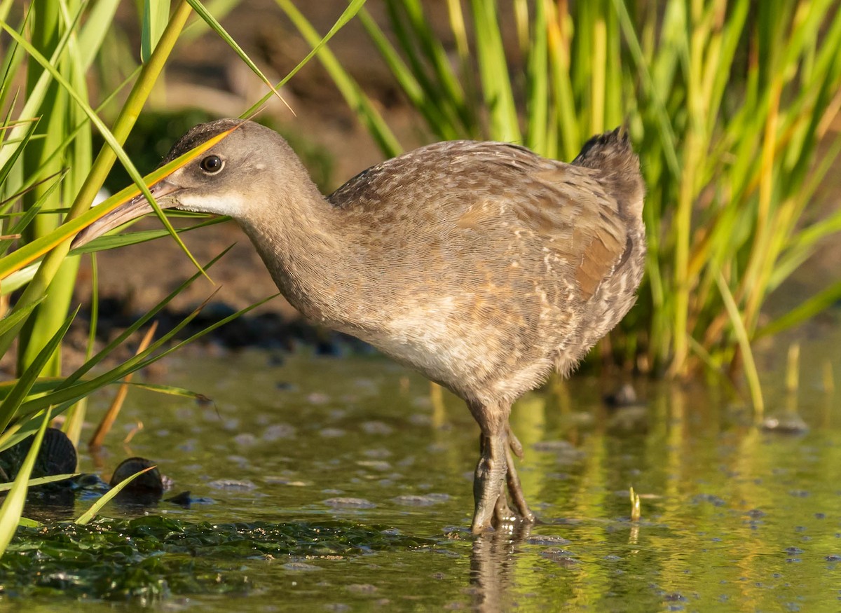 Clapper Rail - ML471925741