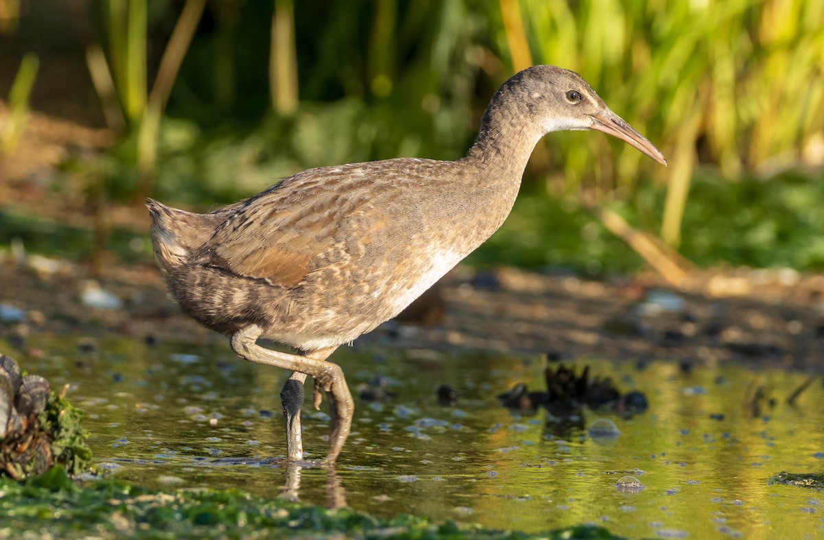 Clapper Rail - ML471925771