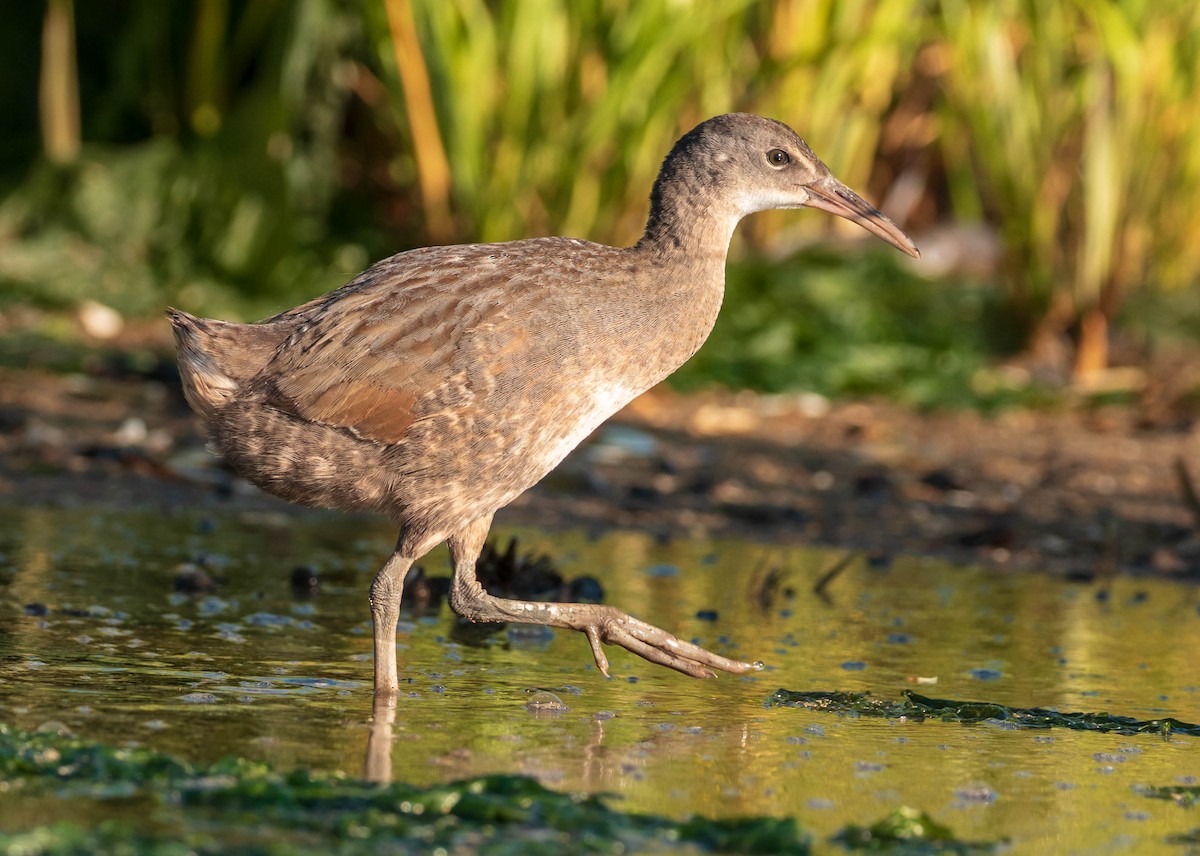 Clapper Rail - ML471925781