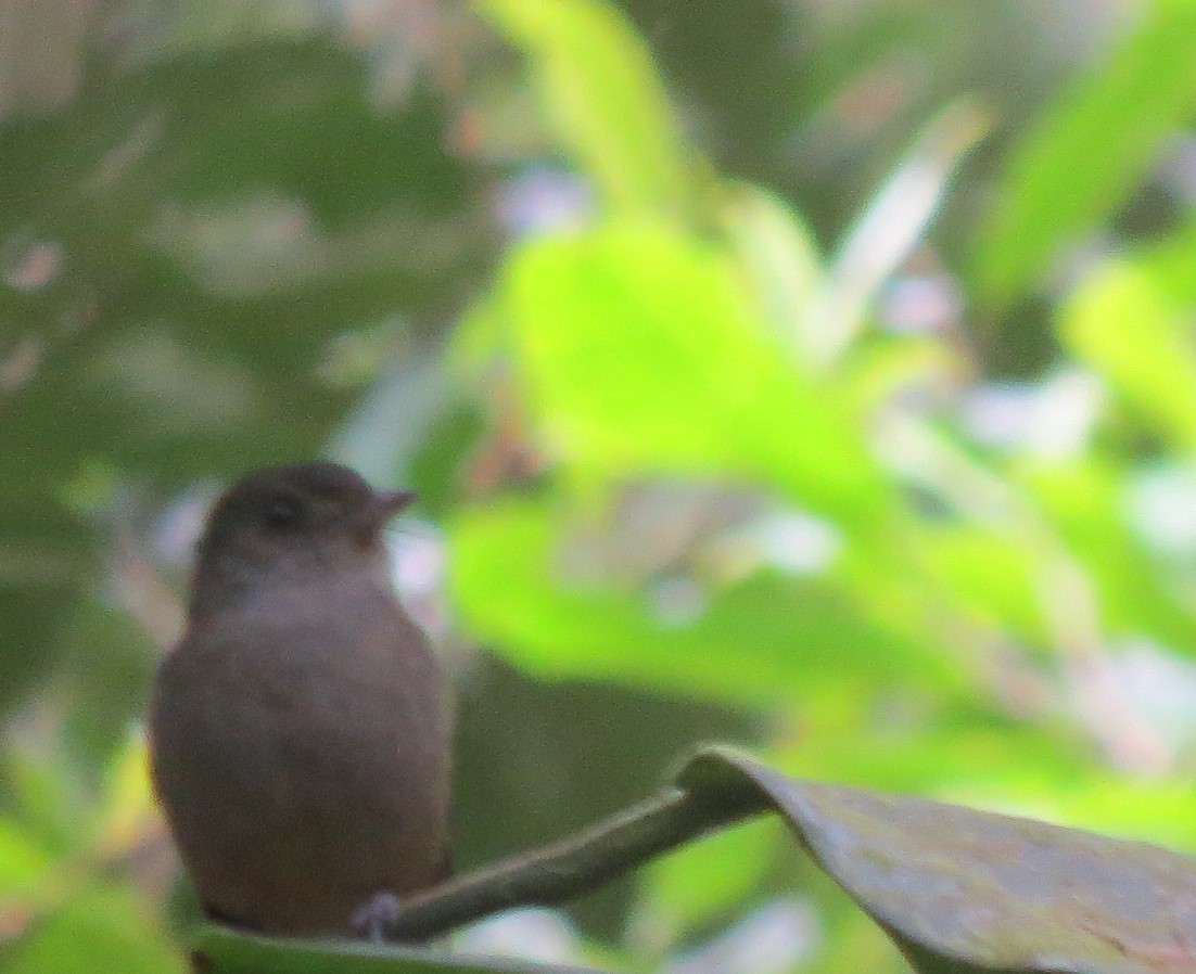 Matinan Flycatcher - ML471925821