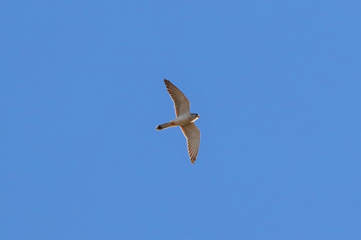 Nankeen Kestrel - ML471925961