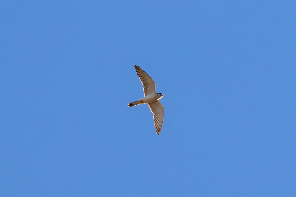 Nankeen Kestrel - ML471925961