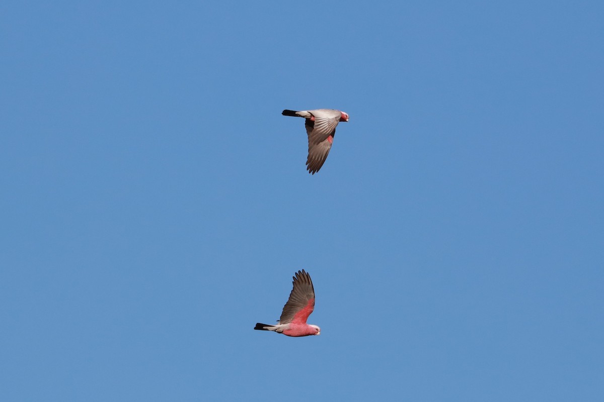 Galah - ML471925981