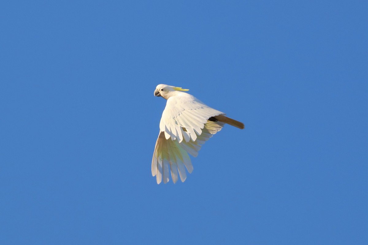 Sulphur-crested Cockatoo - ML471926011