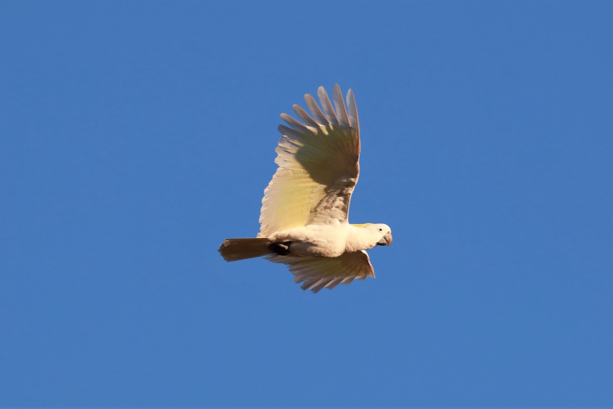 Sulphur-crested Cockatoo - ML471926041