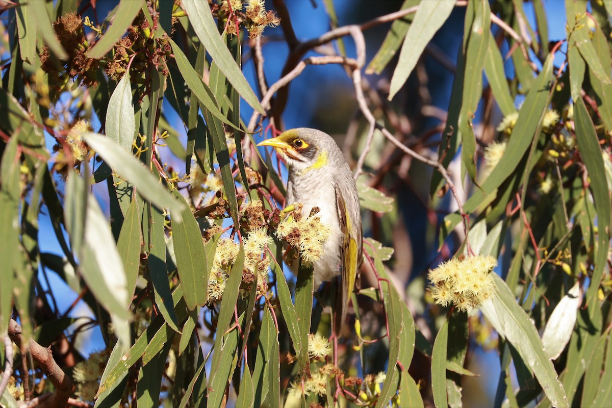 Yellow-throated Miner - ML471926111