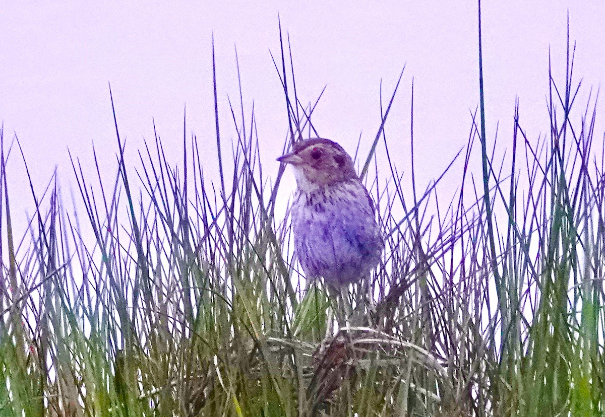 Saltmarsh Sparrow - ML471926521