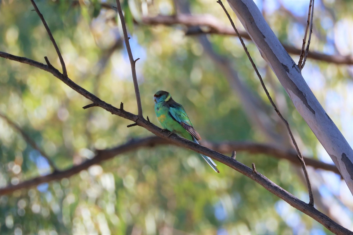 Australian Ringneck (Mallee) - ML471926721