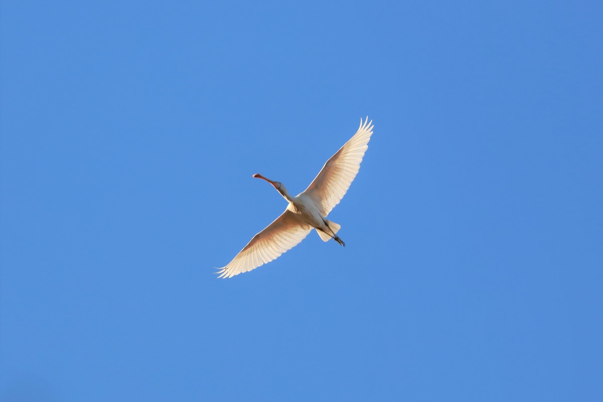 Espátula Piquigualda - ML471927871