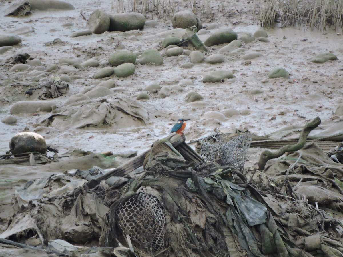 Common Kingfisher - ML471928801