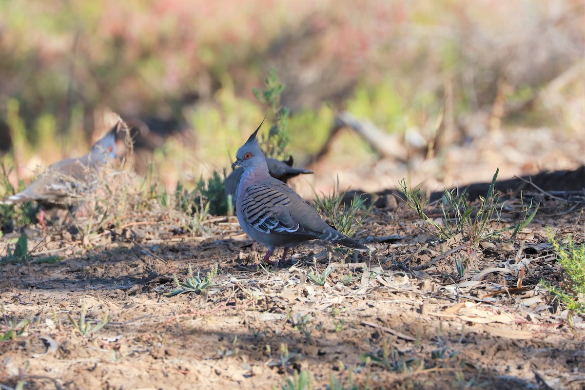 Crested Pigeon - ML471930261