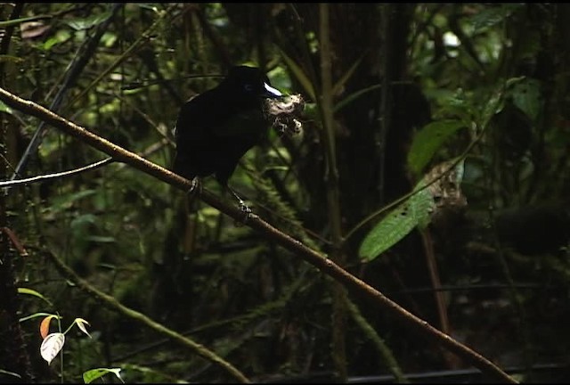 Lawes's Parotia - ML471931