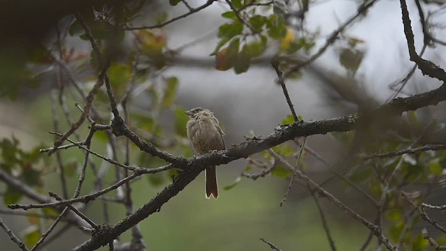 Rufous-crowned Sparrow - ML471932521