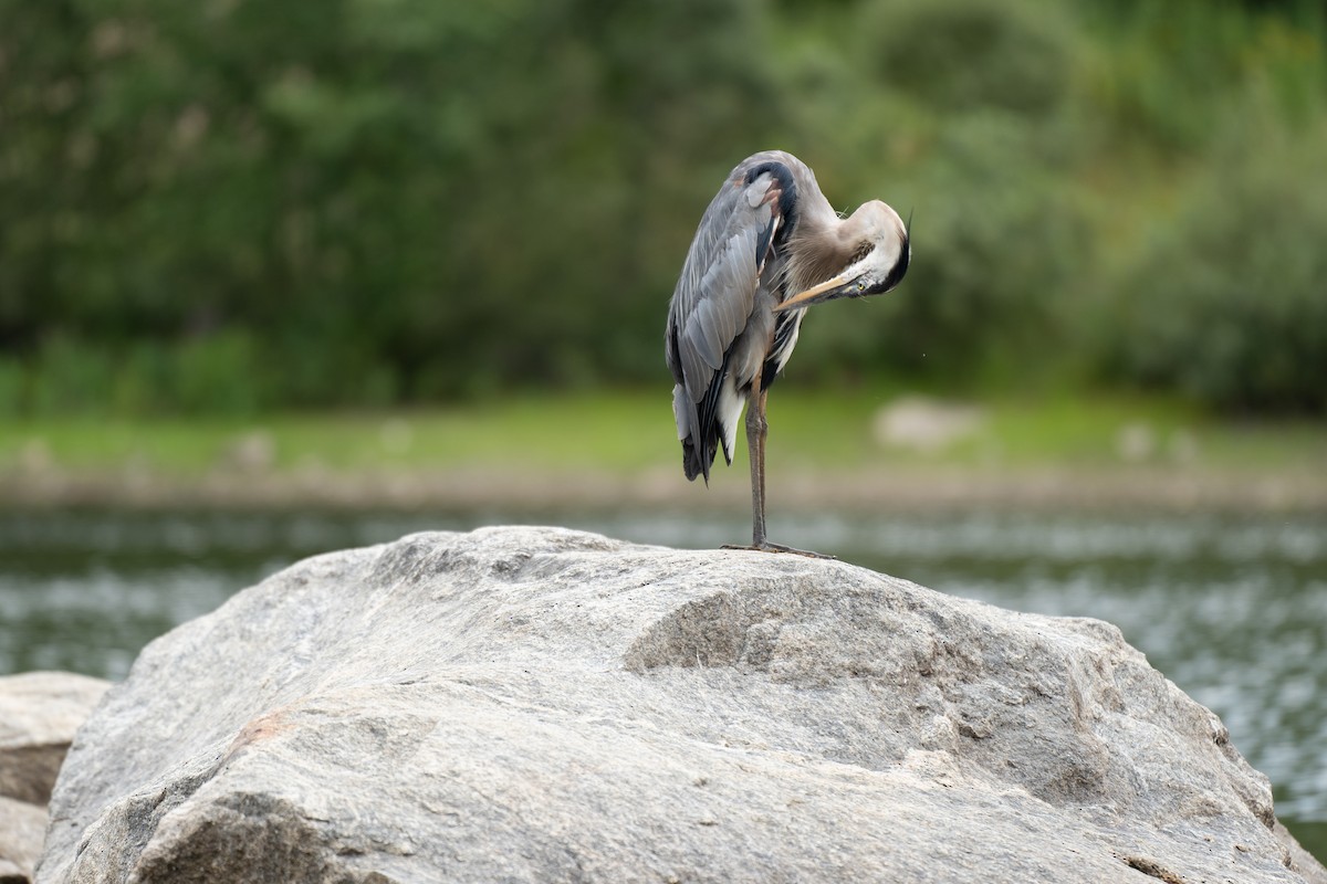 Great Blue Heron - Vincent Ricci