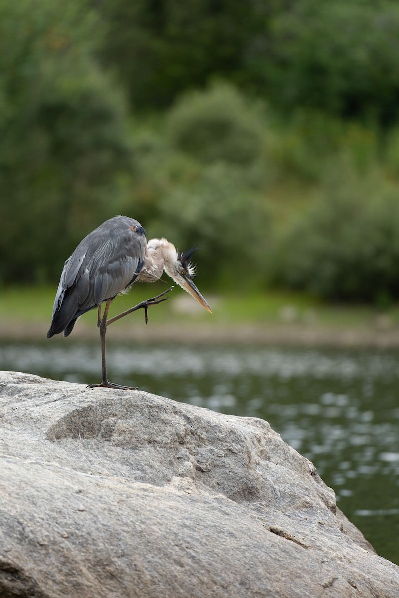 Garza Azulada - ML471932741