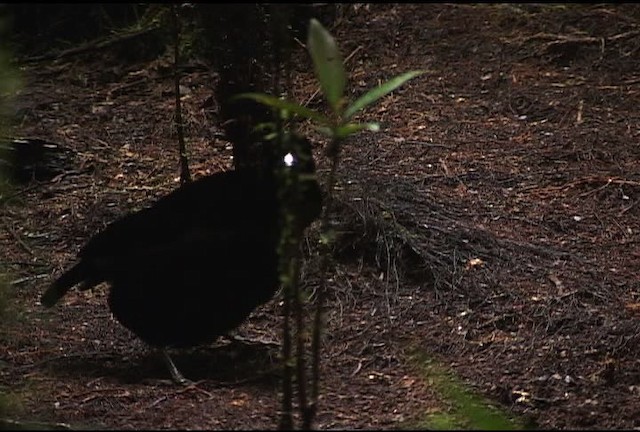 Lawes's Parotia - ML471933