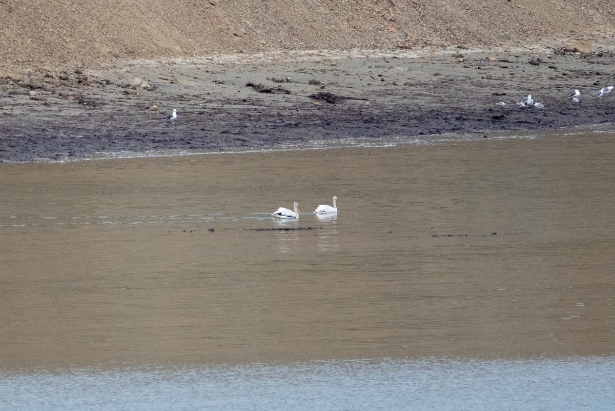 American White Pelican - ML471933391