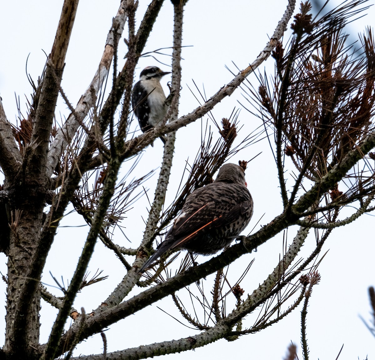 Downy Woodpecker - Elliot Chasin