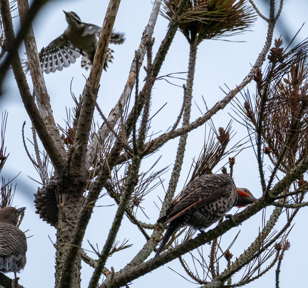 Northern Flicker - ML471933511