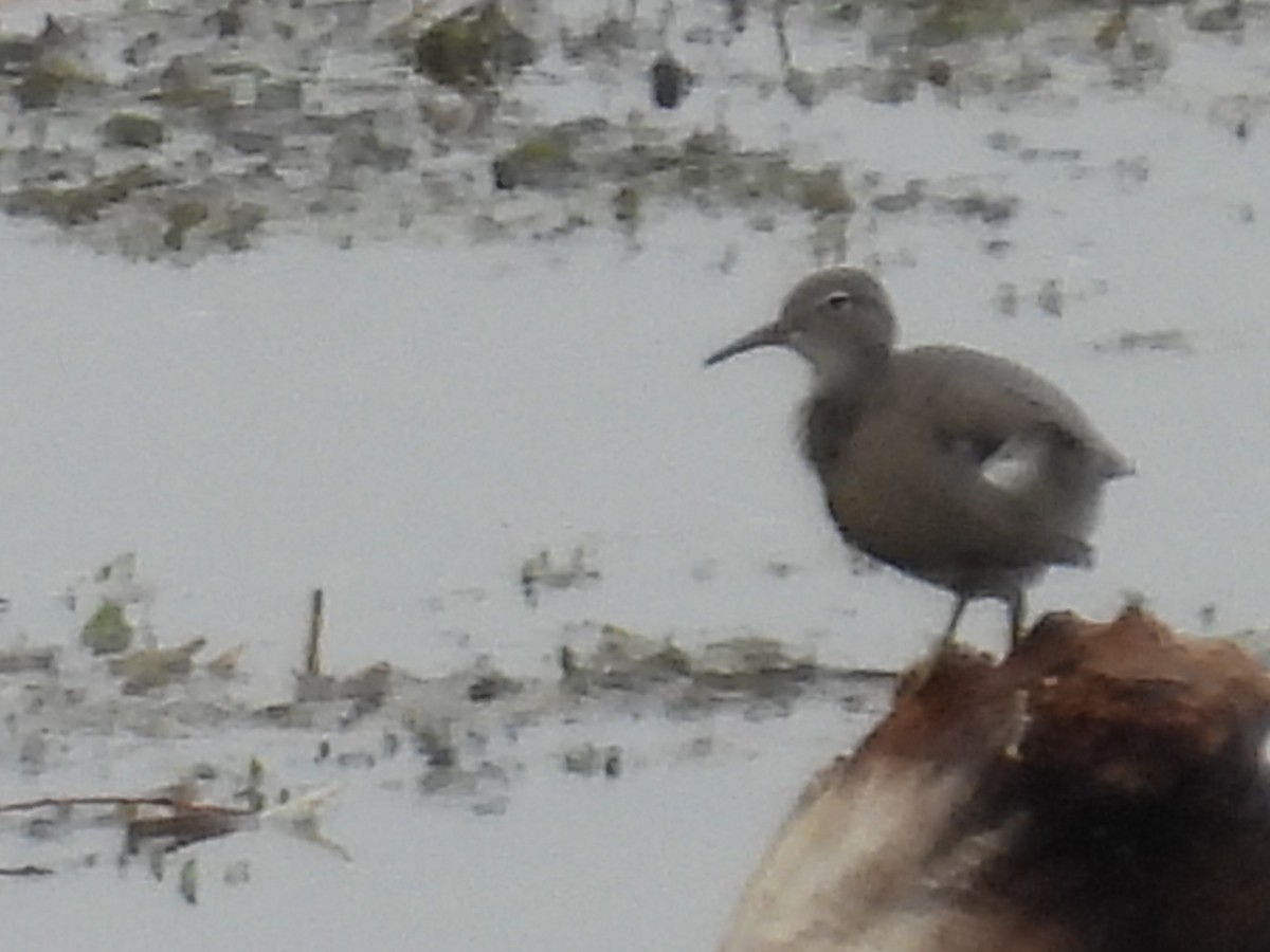 Spotted Sandpiper - ML471934241
