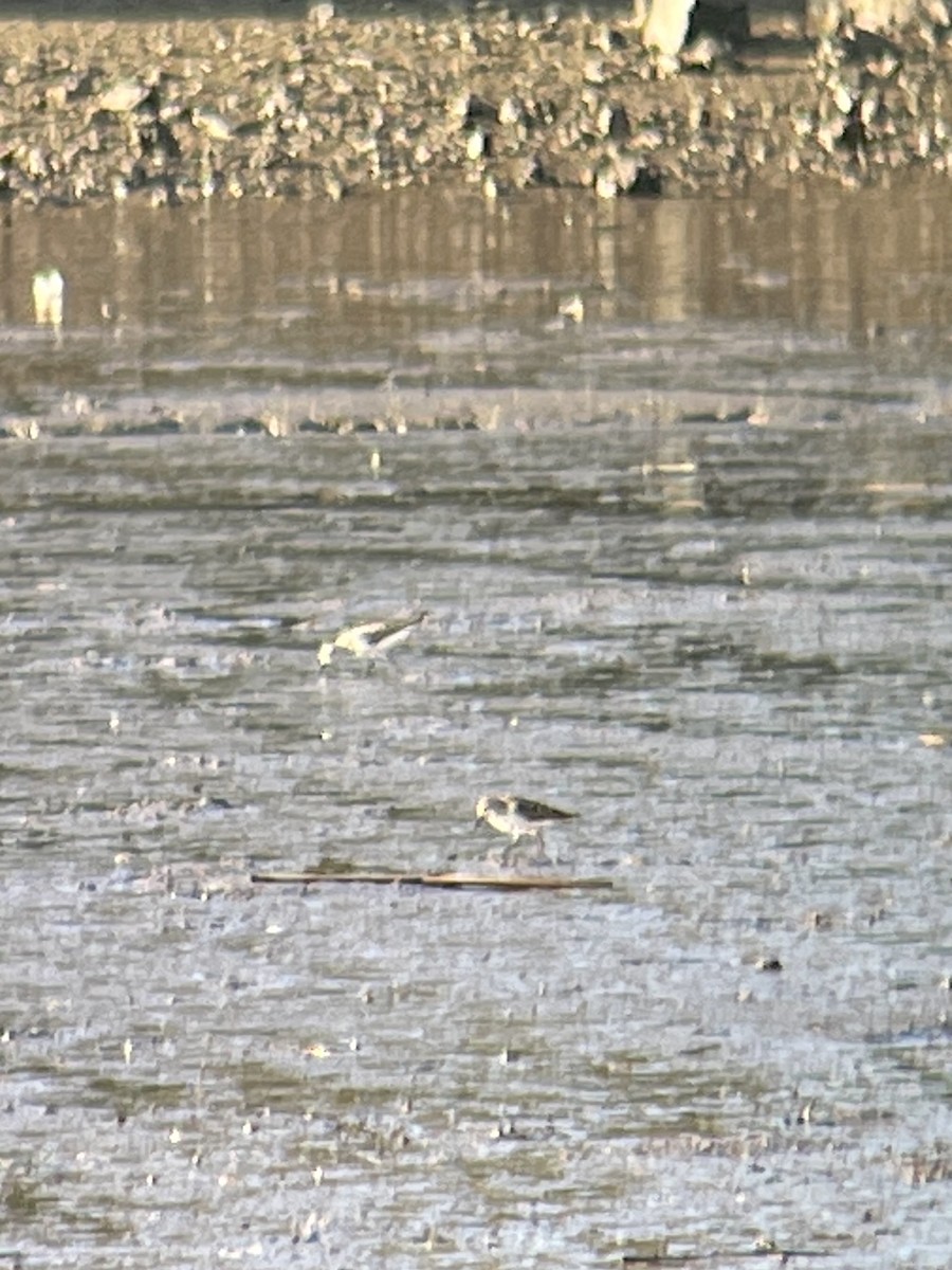 Semipalmated Sandpiper - ML471934951